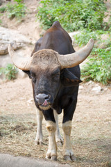 Obraz premium Gaur Licking Nose