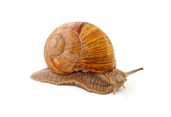slowly snail