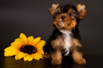 puppy of a Yorkshire terrier