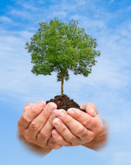 tree in hands