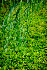 willow leaf