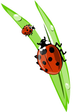 ladybug on the green leaf