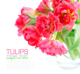 Flowers of tulips on a white background