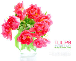 Flowers of tulips on a white background