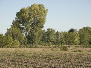 Summer in a cultivated field