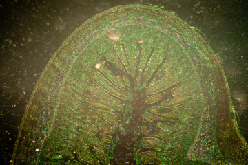 micrograph of small intestinum tenue tissue