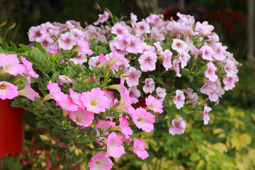 The petunias pink flowers