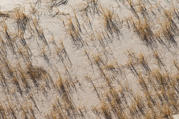 Kelso sand dunes vegetation background