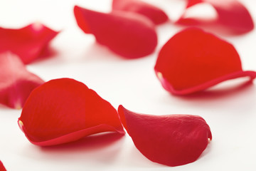 rose petals