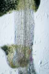 plant arabidopsis thaliana root tissue  micro