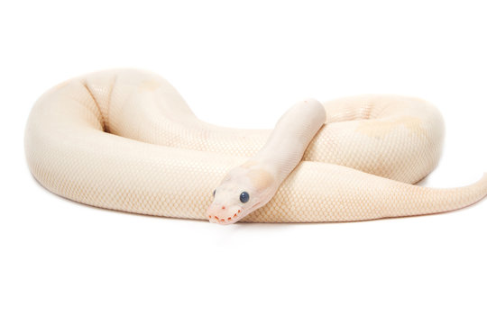 Snow Albino Ball Python (Python regius)