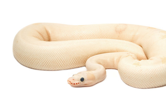 Snow Albino Ball Python (Python regius)