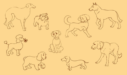 Vector outline drawing. Purebred dogs and mongrels