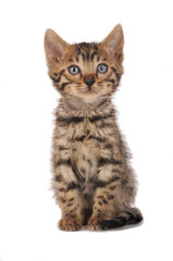 Obraz premium BENGALA