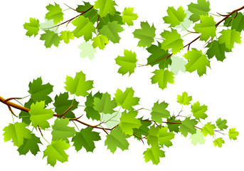 Green maple leaves