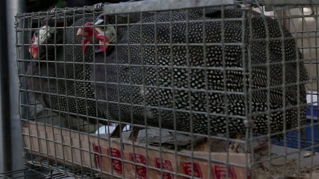 guinea fowl in a cage