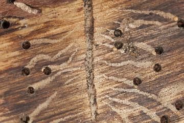 Damage on tree after beetles