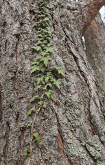 Common Ivy, Hedera helix climbing pine