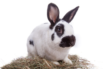 Hase im Heu © Magnus Pomm