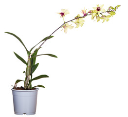 Fototapeta premium yellow orchid flower in pot isolated on white