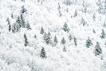white trees in the mountains and the snow