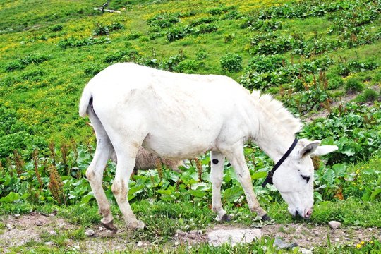 baby donkey and a graze in the mountains
