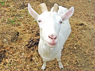 goat with horns in the fold