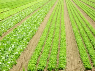 Fototapeta na wymiar vertical rows of lettuce and fresh in a field of intensive culti