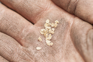 Sowing Tomato Seeds into Soil.