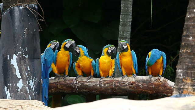 The Blue-and-yellow Macaw Ara ararauna