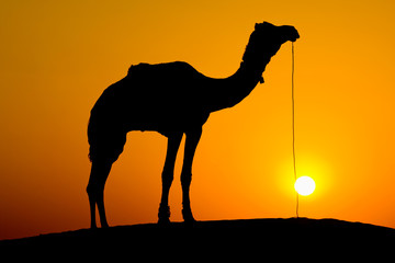 Silhouette camel at sunset. Jaisalmer, India.