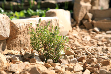 Blosoom thyme, background. Eco-friendly backyard garden, vegetable garden.