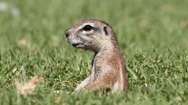Ground squirrel observing his surroundings from his burrow