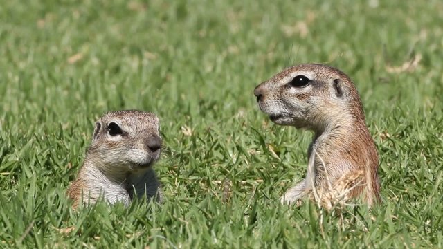 Ground squirrels observing their surroundings from their burrow