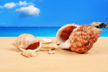 Shell on the sandy beach