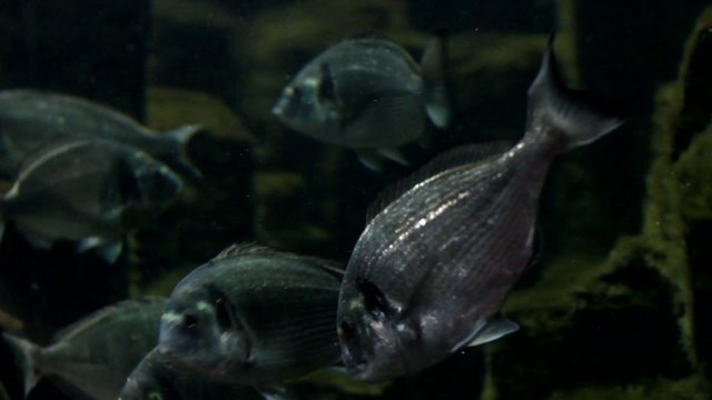 Fische