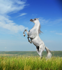 A grey arabian horse rearing