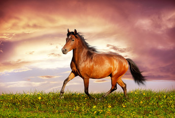 Beautiful brown horse running trot