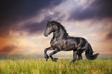 Obraz premium Black Friesian horse gallop