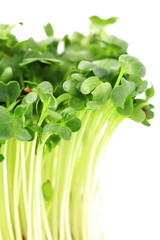 Obraz premium カイワレ大根