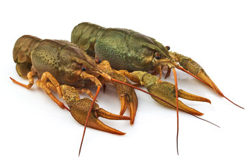 Group of fresh lobsters