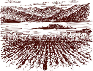 scenery with vineyards