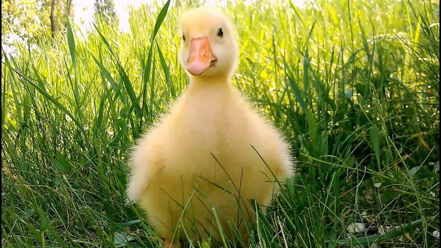 Cute domestic gosling walking in green grass outdoor