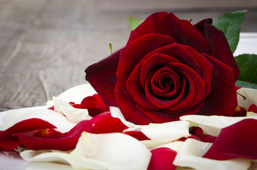 rote rose mit blütenblättern