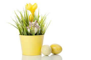 Yellow Crocus flower in pot with eggs