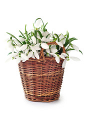 Snowdrops in a basket, isolated