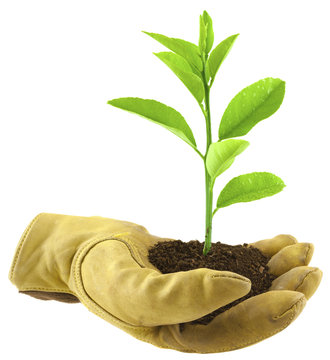 concept reboisement, environnement, &eacute;cologie