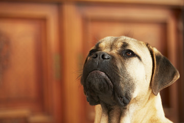 Brown cane corso dog puppy