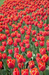 red tulips at garden