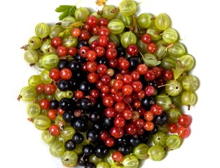 Berries gooseberry currant
